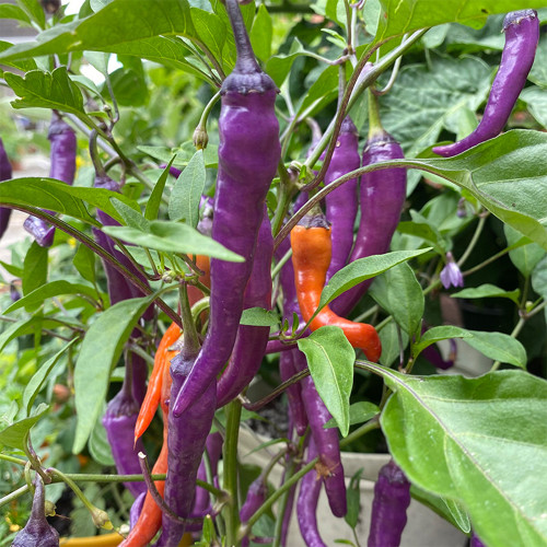 Cayenne Purple Pepper Seeds – Rich Fruity Aroma, High Yield, Easy to Grow, Ideal for Fresh Eating & Pickling