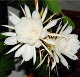 Nopalxochia Seed Rare Orchid Potted Potted Seed Orchid Cactus (Color: Clear)