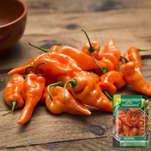 Habanada Sweet Pepper Seeds | Mild & Sweet, Fruity Floral Notes, Thick Plump Flesh, Edible & Ornamental