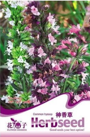 Hyssop D029 Indoor Potted Flowering -s YR
