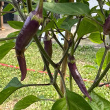 Cayenne Purple Pepper Seeds – Rich Fruity Aroma, High Yield, Easy to Grow, Ideal for Fresh Eating & Pickling