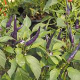 Cayenne Purple Pepper Seeds – Rich Fruity Aroma, High Yield, Easy to Grow, Ideal for Fresh Eating & Pickling