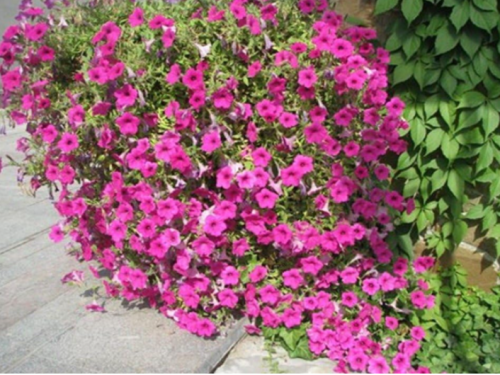 Purple Creeping Petunia Surfinia Purple (Petunia x hybrida) Flowers