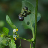 Black Nightshade Seeds – Easy to Grow, Prolific Yield, Ideal for Fresh Eating, Jams & Desserts