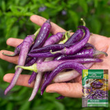 Cayenne Purple Pepper Seeds – Rich Fruity Aroma, High Yield, Easy to Grow, Ideal for Fresh Eating & Pickling