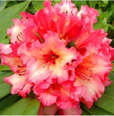 Rhododendron Flower Flores Potted Seeds