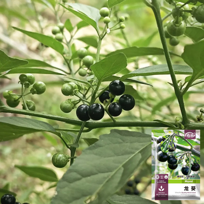 Black Nightshade Seeds – Easy to Grow, Prolific Yield, Ideal for Fresh Eating, Jams & Desserts