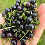 Black Nightshade Seeds – Easy to Grow, Prolific Yield, Ideal for Fresh Eating, Jams & Desserts