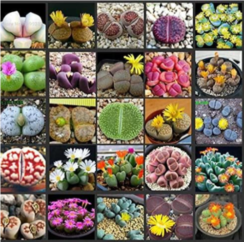 Lithops Aizoaceae Pseudotru Semillas Seeds Living Stones Colorful Faces (Color: Mix)