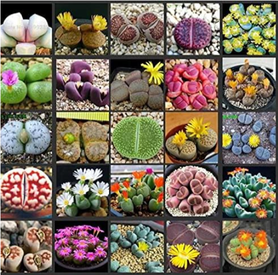 Lithops Aizoaceae Pseudotru Semillas Seeds Living Stones Colorful Faces (Color: Mix)