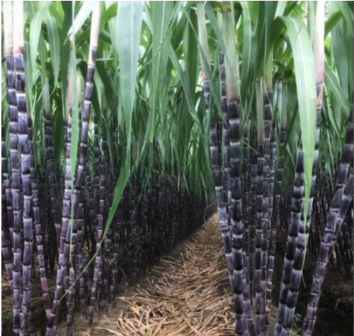 Tropical Garden & Courtyard,Sugar Cane Seed Full of Nutrition Juicy and Sweet