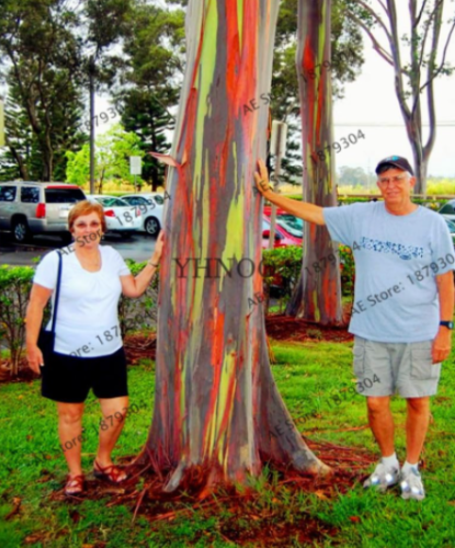 Rare Rainbow Eucalyptus Seed Tree plantas Potted Courtyard Plant for Home Garden