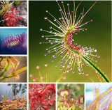 Carnivorous Plants Potted Flycatcher Bonsai Sundew Seeds (Color: 13)
