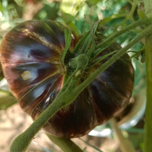 Martha Starfighter Tomato Seeds – Large Beefsteak Type, Anthocyanin-Rich, Strong Disease Resistance, High Yielding