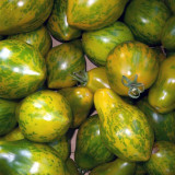 Mint Julep Tomato Seeds – Indeterminate, Unique Mint Flavored Cherry Tomato, Thick Juicy Flesh