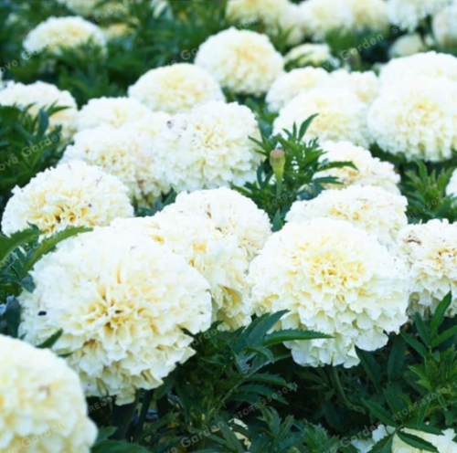 African Marigold French Marigold Herbs Tagetes Erecta Flower Seeds (Color: 3)