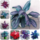 Colorful Aglaonema Seed 'Pink Dud' Beautiful Outdoor Mosaic (Color: mixed)