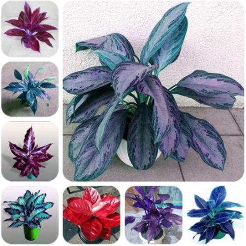 Colorful Aglaonema Seed 'Pink Dud' Beautiful Outdoor Mosaic (Color: mixed)