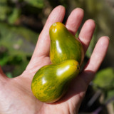 Mint Julep Tomato Seeds – Indeterminate, Unique Mint Flavored Cherry Tomato, Thick Juicy Flesh
