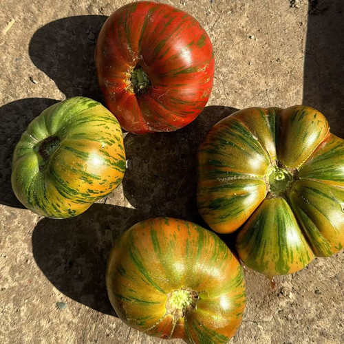 Big Cheef Steak Tomato Seeds - Premium Beefsteak Tomato with Meaty Flesh, Rich Flavor, and High Yield