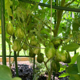 Mint Julep Tomato Seeds – Indeterminate, Unique Mint Flavored Cherry Tomato, Thick Juicy Flesh