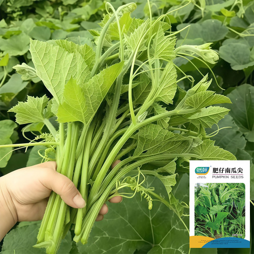 Feizai Pumpkin Shoot Seeds for Sale | Tender, Astringent-Free, Soft Stems, Disease Resistant, Ideal for Stir Fry & Salads