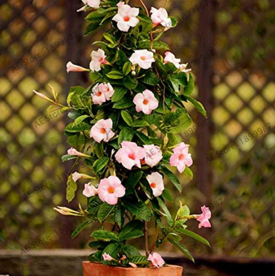 Perennial Rare Mandevilla Sanderi Flower Seeds (Color: 4)