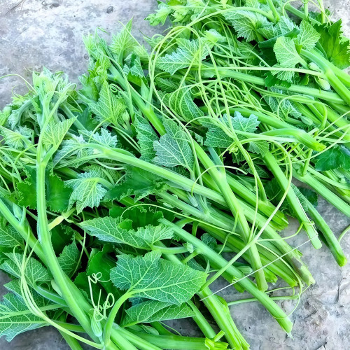 Feizai Pumpkin Shoot Seeds for Sale | Tender, Astringent-Free, Soft Stems, Disease Resistant, Ideal for Stir Fry & Salads