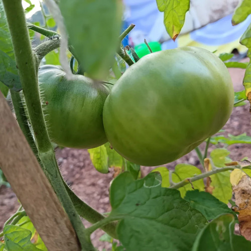Pink Brandywine Tomato Seeds – Classic Heirloom, Sweet Rich Flavor, Rose Aroma, Fresh Eating