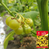 Jinlong  Yellow Nightshade Berry Seeds | Huang Youyou Berry, Rare Variety, Adaptable, Easy to Grow