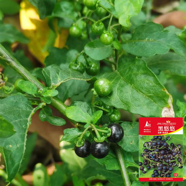  Jinlong  Black Nightshade Seeds – Annual Herb with Edible Sweet Sour Berries, Medicinal Plant for Home Garden