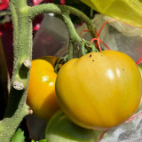 'Yellow Beauty' Beefsteak Tomato Seeds – Heirloom Variety, Sweet, Juicy, Sandy Texture, High-Yielding