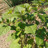  Jinlong  Black Nightshade Seeds – Annual Herb with Edible Sweet Sour Berries, Medicinal Plant for Home Garden