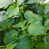  Jinlong  Black Nightshade Seeds – Annual Herb with Edible Sweet Sour Berries, Medicinal Plant for Home Garden