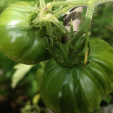 'Yellow Beauty' Beefsteak Tomato Seeds – Heirloom Variety, Sweet, Juicy, Sandy Texture, High-Yielding