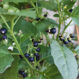  Jinlong  Black Nightshade Seeds – Annual Herb with Edible Sweet Sour Berries, Medicinal Plant for Home Garden