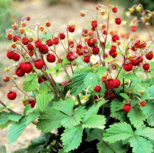 Red Woodland Strawberry Seed Strawberry Wild Strawberry (Color: 2)