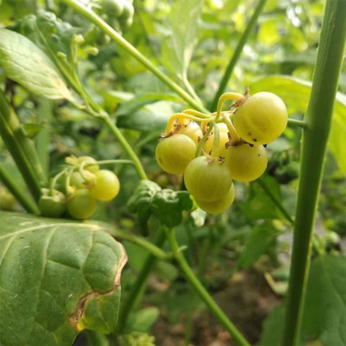 Jinlong  Yellow Nightshade Berry Seeds | Huang Youyou Berry, Rare Variety, Adaptable, Easy to Grow