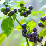  Jinlong  Black Nightshade Seeds – Annual Herb with Edible Sweet Sour Berries, Medicinal Plant for Home Garden