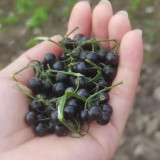  Jinlong  Black Nightshade Seeds – Annual Herb with Edible Sweet Sour Berries, Medicinal Plant for Home Garden
