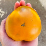 'Yellow Beauty' Beefsteak Tomato Seeds – Heirloom Variety, Sweet, Juicy, Sandy Texture, High-Yielding