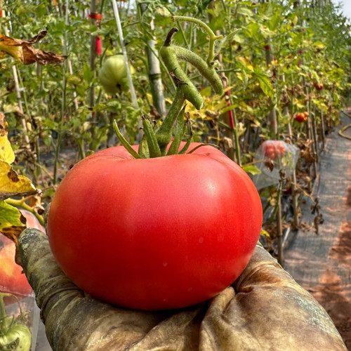 Red Brandywine Beefsteak Tomato Seeds – Heirloom Beefsteak, Sweet-Tangy Flavor, Perfect for Home Gardens