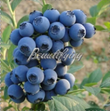 Blueberry Edible Organic Heirloom Fruit Dwarf Seeds