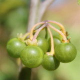 Jinlong  Yellow Nightshade Berry Seeds | Huang Youyou Berry, Rare Variety, Adaptable, Easy to Grow