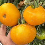 'Yellow Beauty' Beefsteak Tomato Seeds – Heirloom Variety, Sweet, Juicy, Sandy Texture, High-Yielding