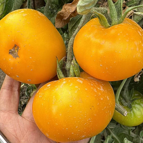 'Yellow Beauty' Beefsteak Tomato Seeds – Heirloom Variety, Sweet, Juicy, Sandy Texture, High-Yielding