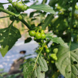Jinlong  Yellow Nightshade Berry Seeds | Huang Youyou Berry, Rare Variety, Adaptable, Easy to Grow