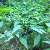  Jinlong  Black Nightshade Seeds – Annual Herb with Edible Sweet Sour Berries, Medicinal Plant for Home Garden