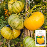 'Yellow Beauty' Beefsteak Tomato Seeds – Heirloom Variety, Sweet, Juicy, Sandy Texture, High-Yielding