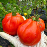 Camille Tomato Seeds - Large, uniform fruits with a sweet flavor, meaty texture, strong adaptability, and high yield